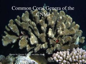coral-taxonomy-two.pdf.jpeg