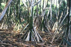 South coast walkway, Upolu, Samoa
